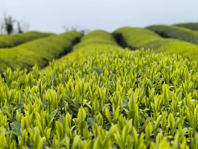 茶园影像 · 12