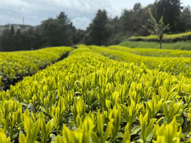 茶园影像 · 18