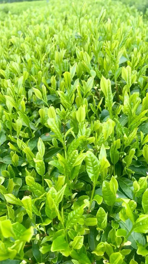 茶园影像 · 09