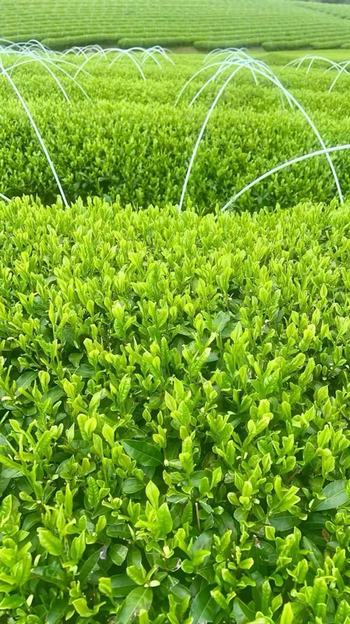 茶园影像 · 19