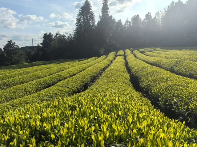 茶园影像 · 16