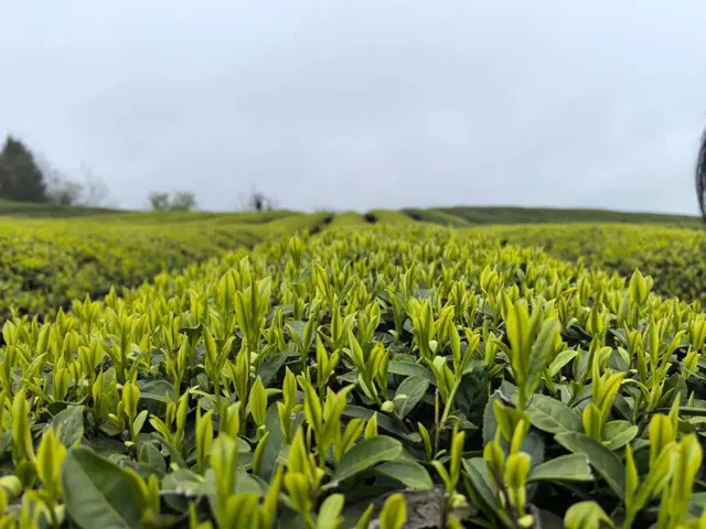 茶园影像 · 02