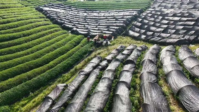 茶园影像 · 01