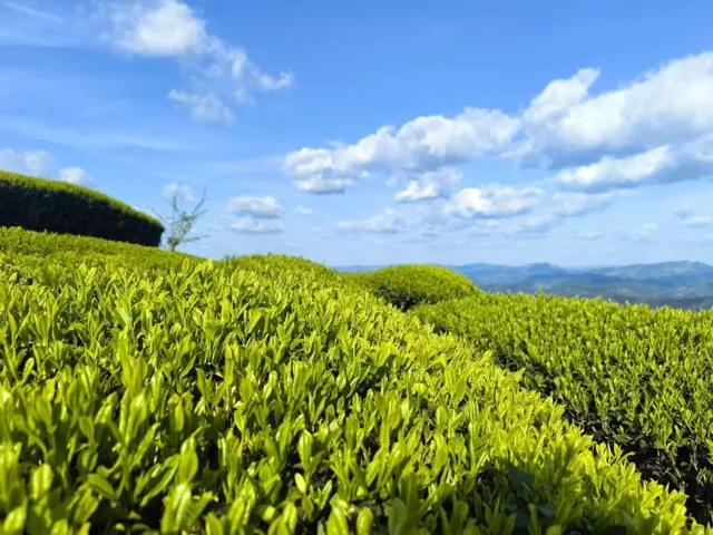 茶园影像 · 05