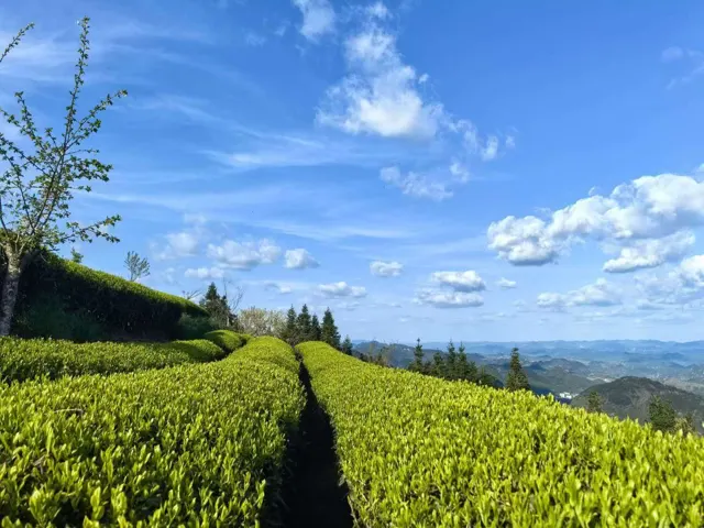 茶园影像 · 11
