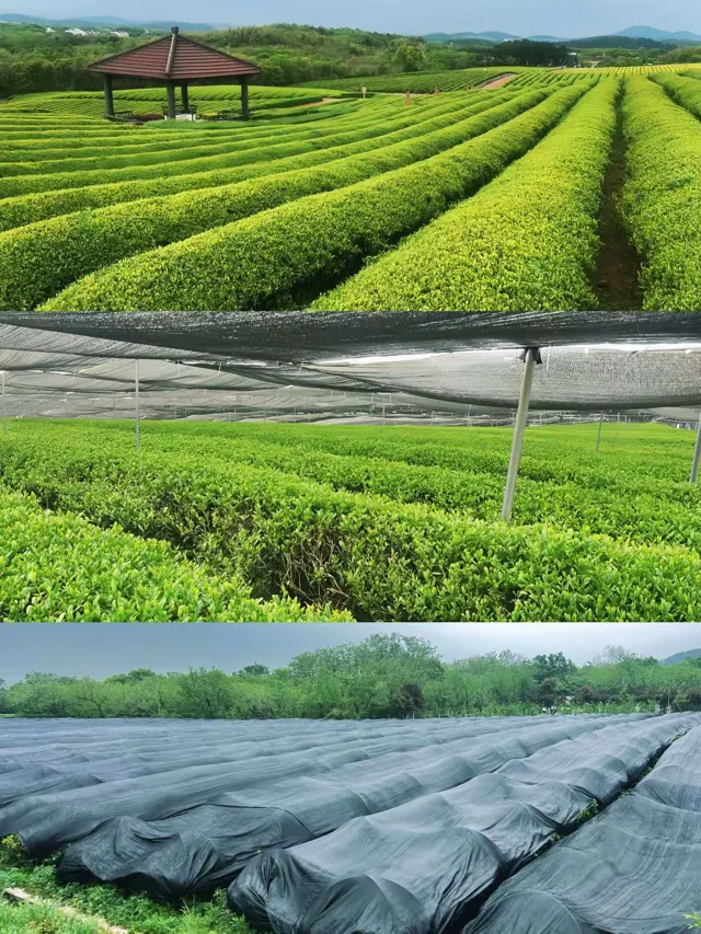 茶园影像 · 20